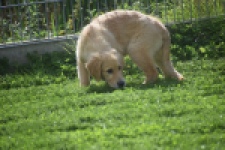 Retriever Golden (teef) 29340