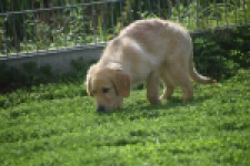 Retriever Golden (teef) 29340