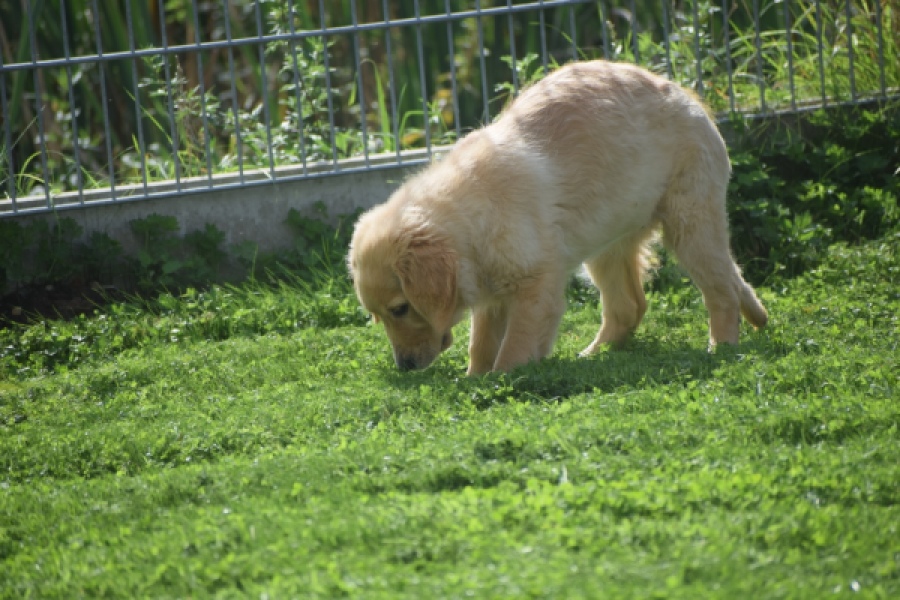 Retriever Golden (teef) 29340