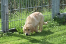 Retriever Golden (teef) 29340