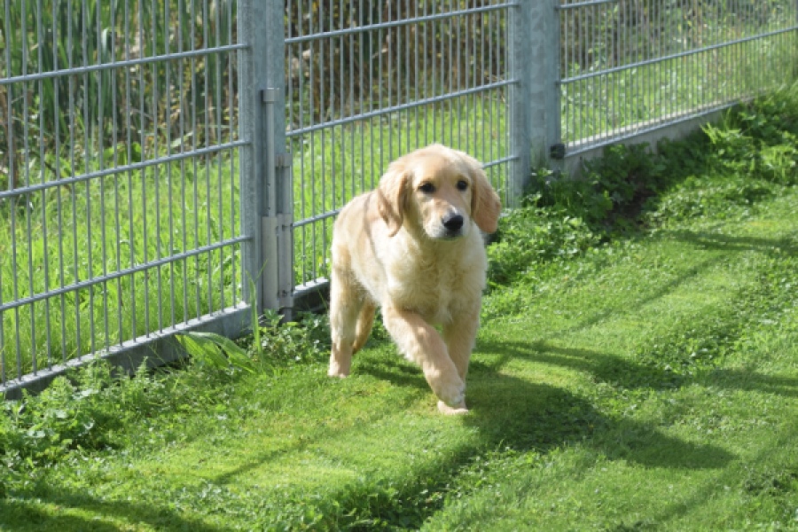 Retriever Golden (teef) 29340