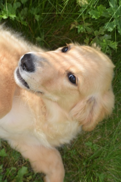 Retriever Golden (teef) 29340