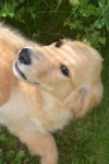 Retriever Golden (teef) 29340