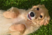 Retriever Golden (teef) 29340