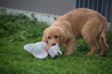 Retriever Golden (reu) 29334