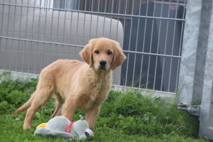 Retriever Golden (reu) 29334