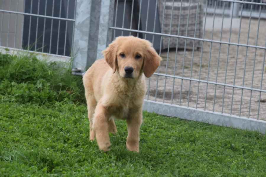 Retriever Golden (reu) 29334