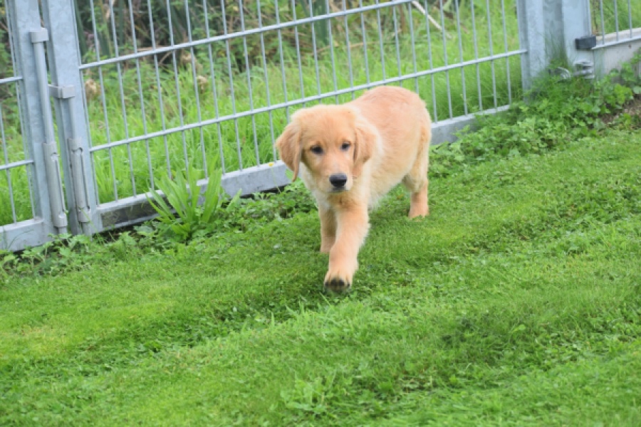 Retriever Golden (reu) 29334
