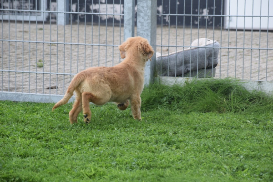 Retriever Golden (reu) 29334