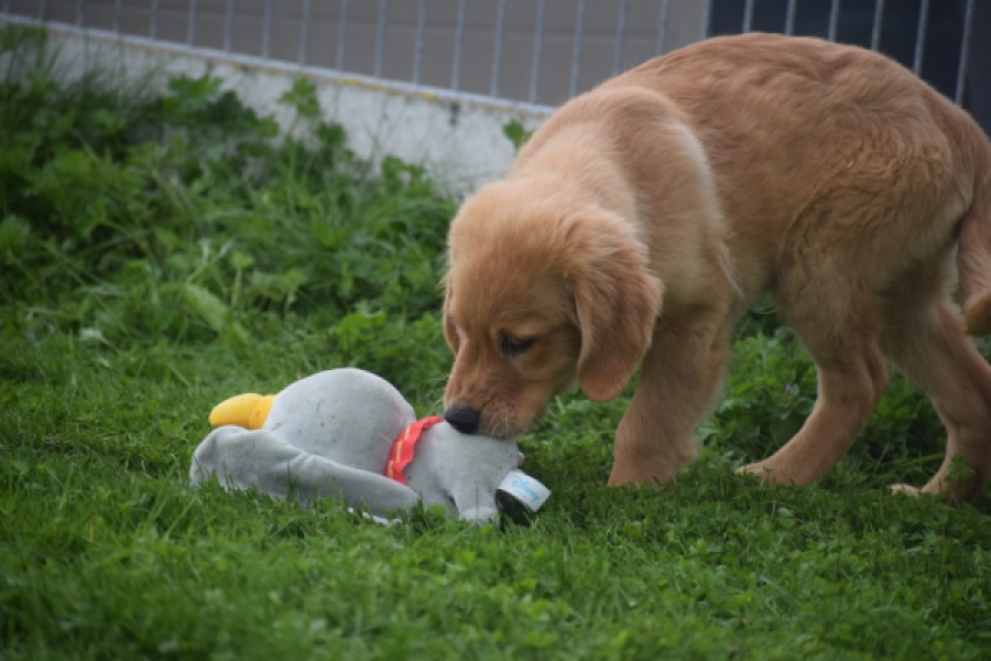 Retriever Golden (reu) 29334