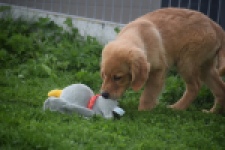 Retriever Golden (reu) 29334