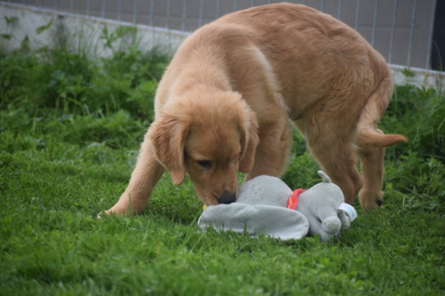 Retriever Golden (reu) 29334