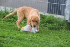 Retriever Golden (reu) 29334