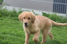 Retriever Golden (reu) 29334