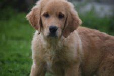 Retriever Golden (reu) 29334