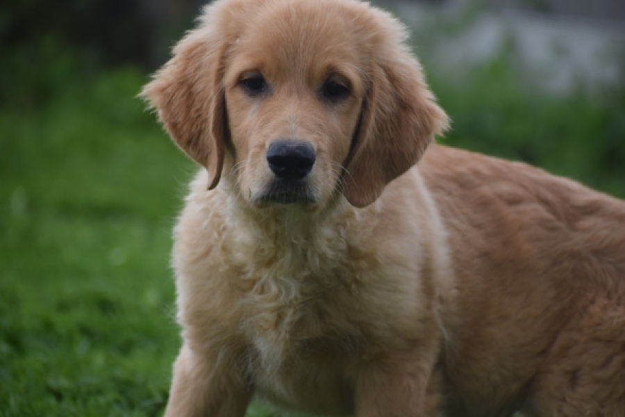 Retriever Golden (reu) 29334