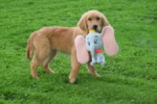 Retriever Golden (teef) 29338