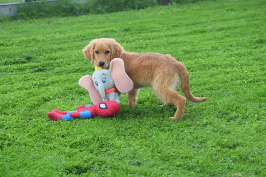 Retriever Golden (teef) 29338