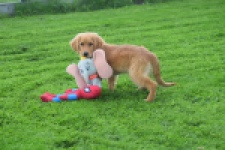Retriever Golden (teef) 29338