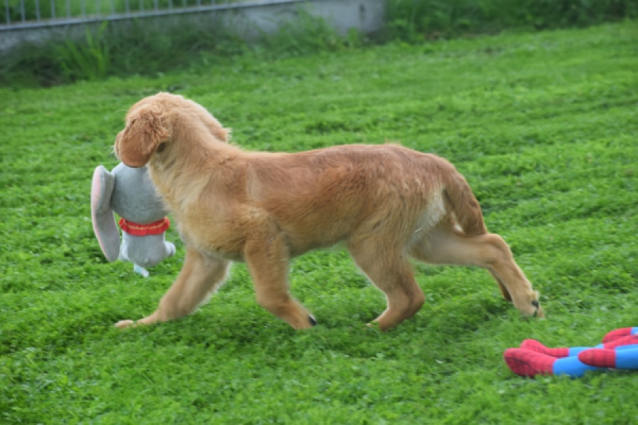 Retriever Golden (teef) 29338