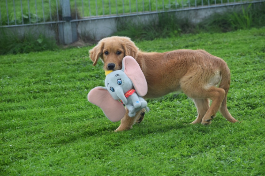 Retriever Golden (teef) 29338