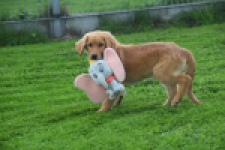 Retriever Golden (teef) 29338