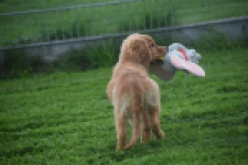 Retriever Golden (teef) 29338