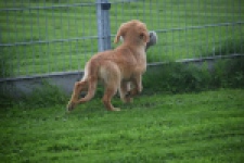 Retriever Golden (teef) 29338