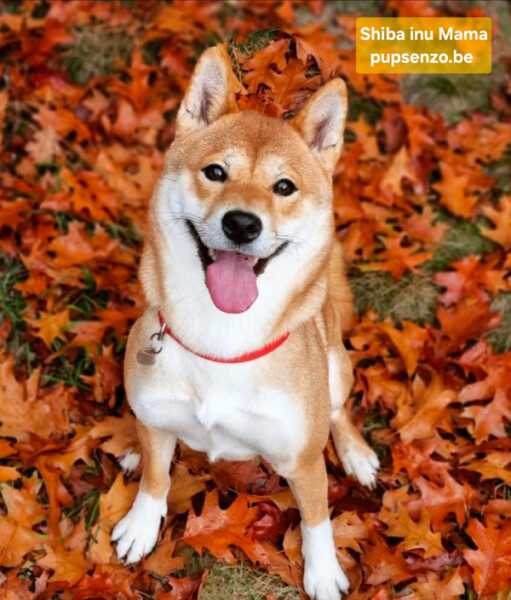 Shiba Inu (reu) 29335