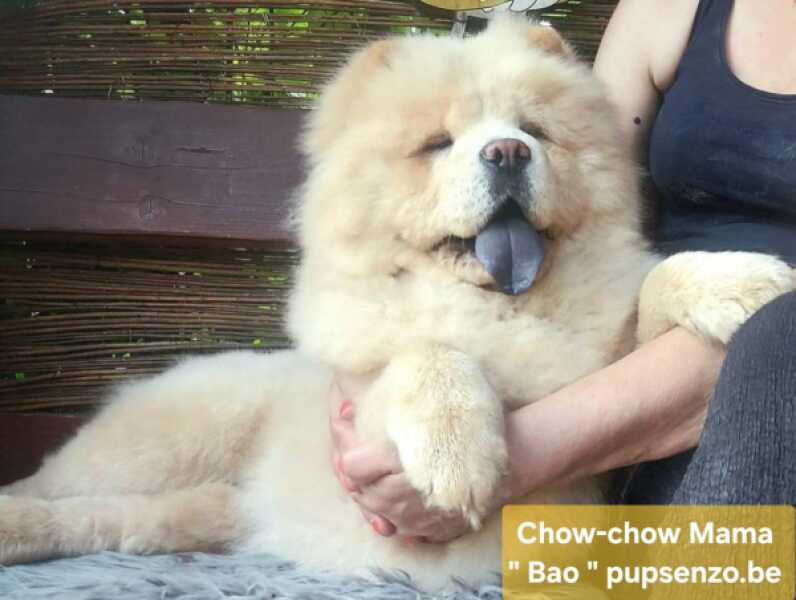 Chow Chow (teef) 29455