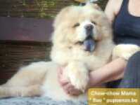 Chow Chow (teef) 29455