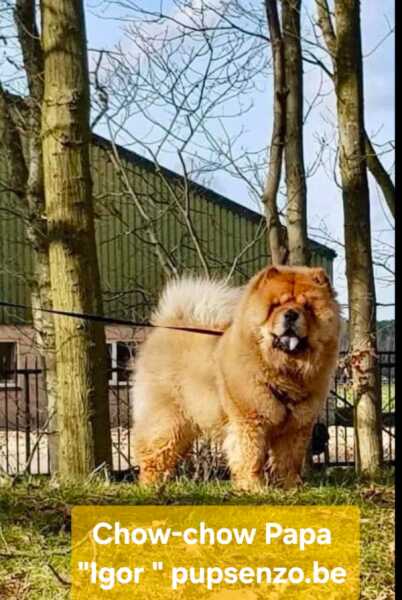 Chow Chow (teef) 29455