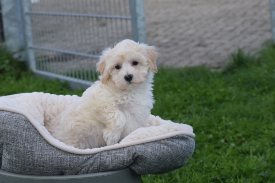 Maltipoo (teef) 29424