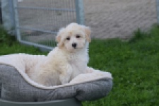 Maltipoo (teef) 29424