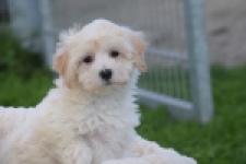 Maltipoo (teef) 29424