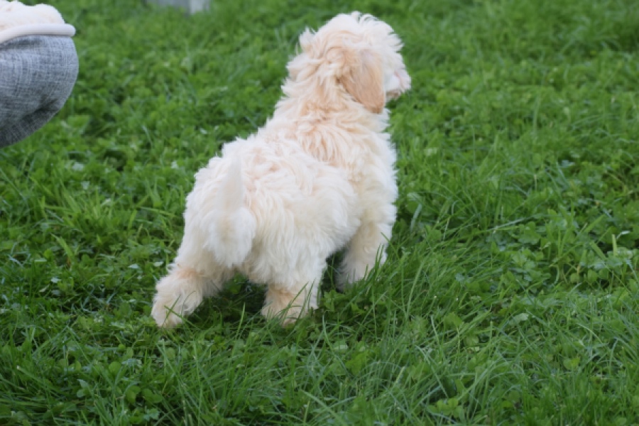 Maltipoo (teef) 29424