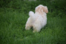 Maltipoo (teef) 29424