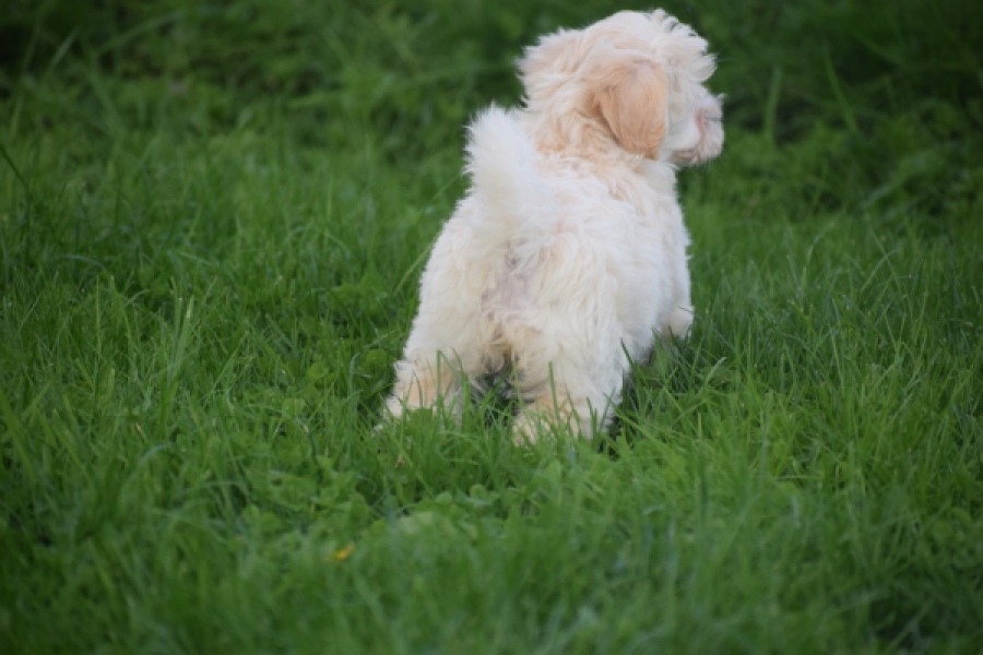 Maltipoo (teef) 29424