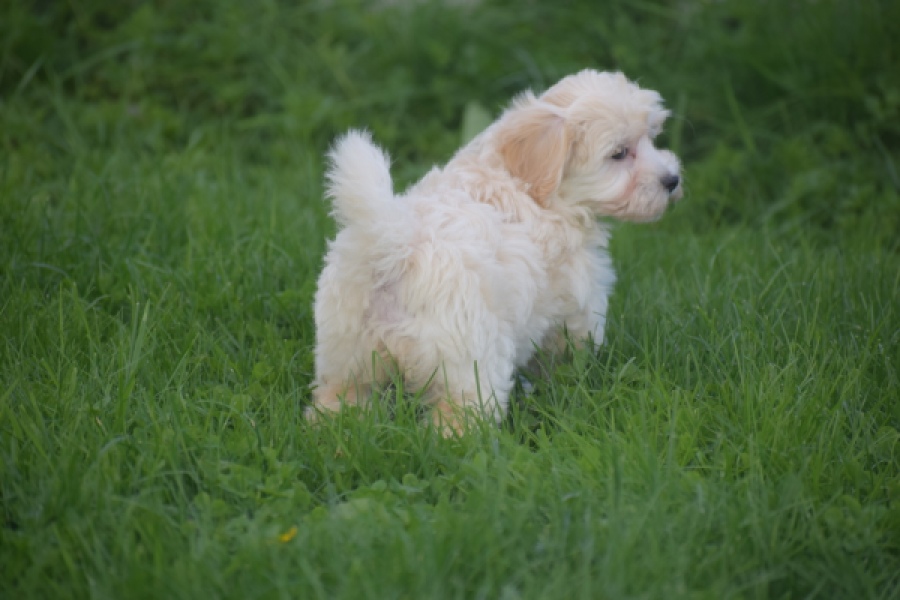 Maltipoo (teef) 29424