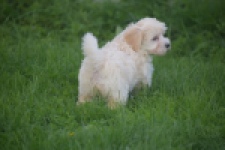 Maltipoo (teef) 29424