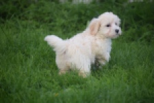 Maltipoo (teef) 29424