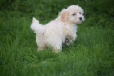 Maltipoo (teef) 29424