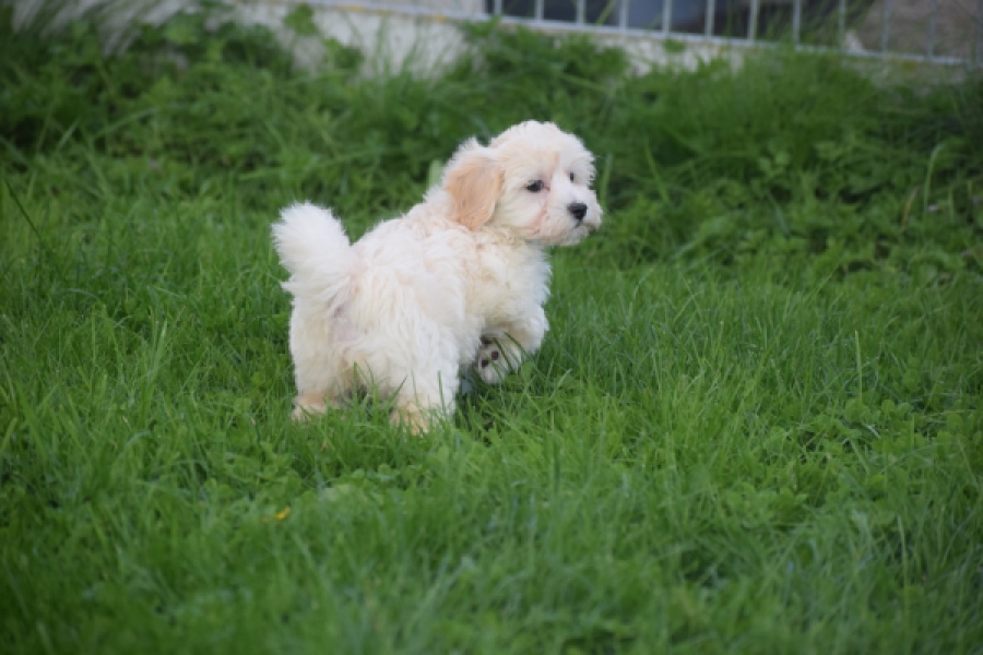 Maltipoo (teef) 29424