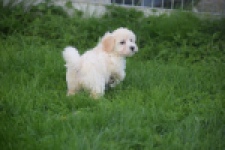 Maltipoo (teef) 29424