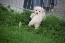 Maltipoo (teef) 29424