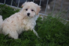 Maltipoo (teef) 29424