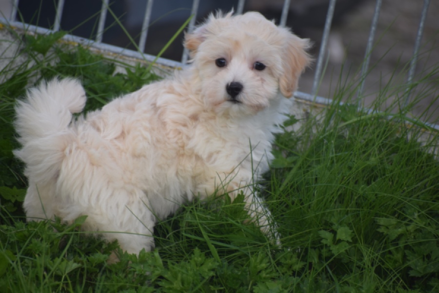 Maltipoo (teef) 29424