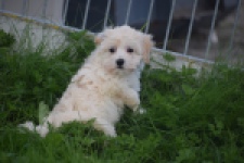 Maltipoo (teef) 29424