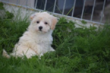 Maltipoo (teef) 29424