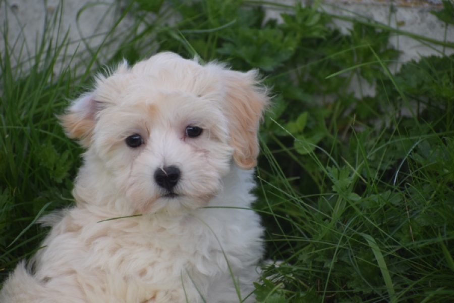 Maltipoo (teef) 29424